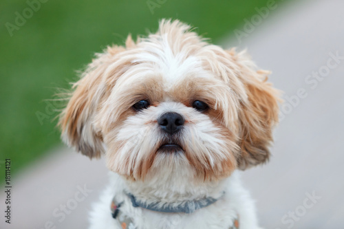 Canvastavla Portrait of a adorable Shih-Tzu dog
