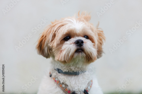 Portrait of a adorable Shih-Tzu dog