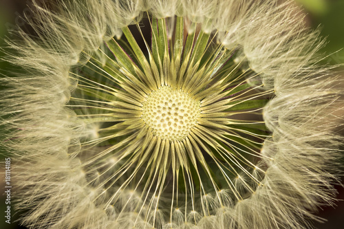 dandelion white blowball seeds - taraxacum asteraceae