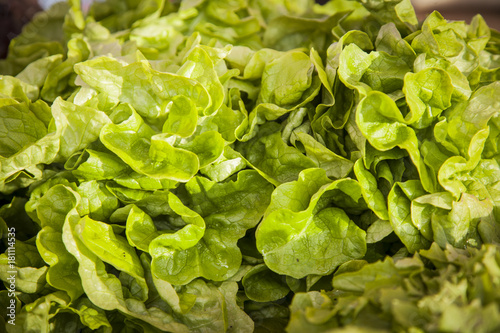 Frischer krauser Eichblattsalat, frischer grüner Salat,  photo