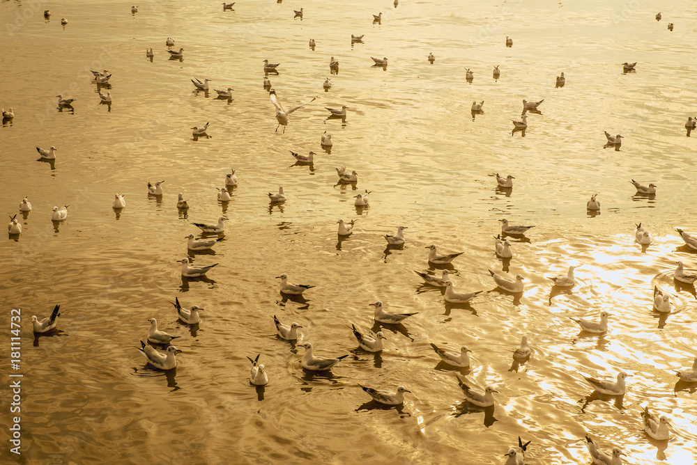 Fototapeta premium Seagulls flying over the sea and are swimming in the water in sunset at Bangpu Samut Prakan,Thailand