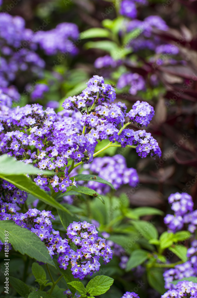 Kunterbunte Blumen, als Schnittblumen, Strauss und im Garten Kunterbunte Blumen, als Schnittblumen, Strauss und im Garten