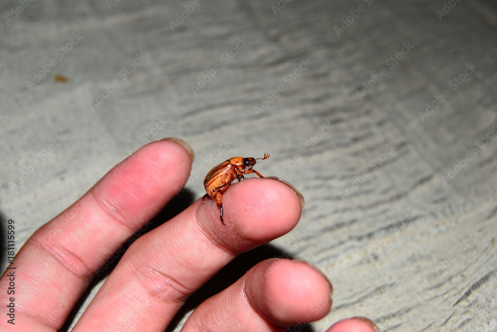 Obraz premium insect