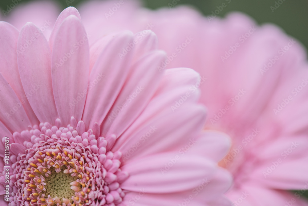 Pink flower. Close-up Gerbera flower. Floral background. Pink flower. Close-up Gerbera flower. Floral background.