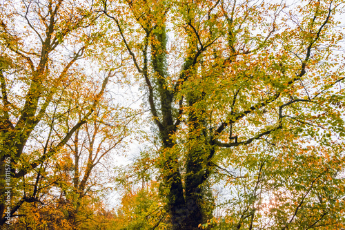 Bright Autumn colours on trees in Salcey forest - Seasonal background