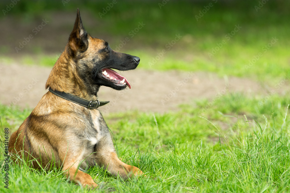 Wachhund Malinois auf dem Hof