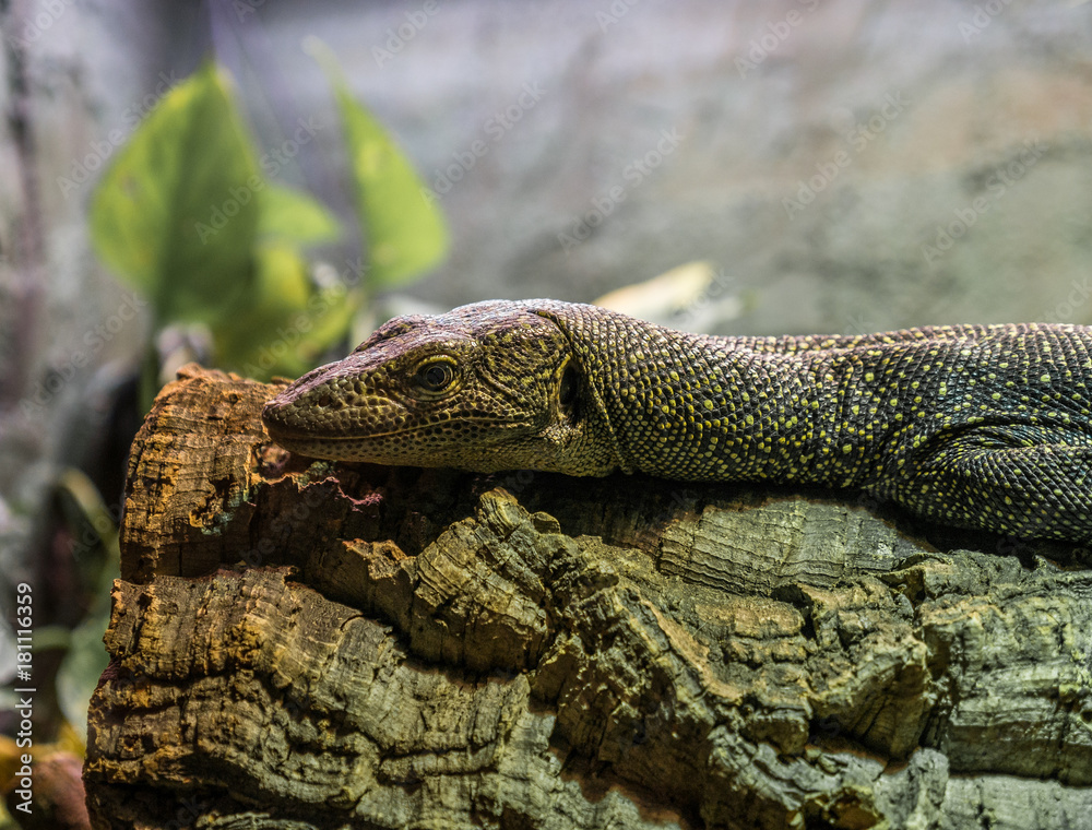 The lizard on a branch in zoological garden The lizard on a branch in zoological garden