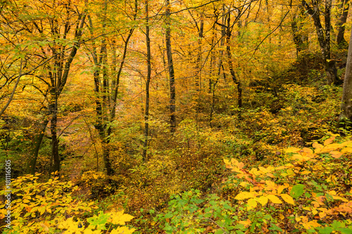 Scenic landscape of forest in fall