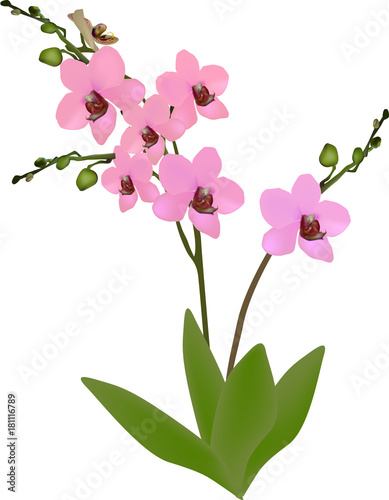 pink simple orchid with green leaves on white