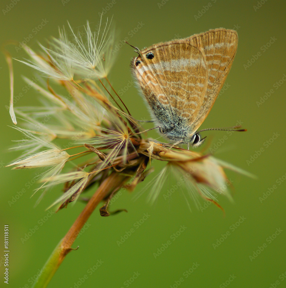 Obraz premium azuré porte queue