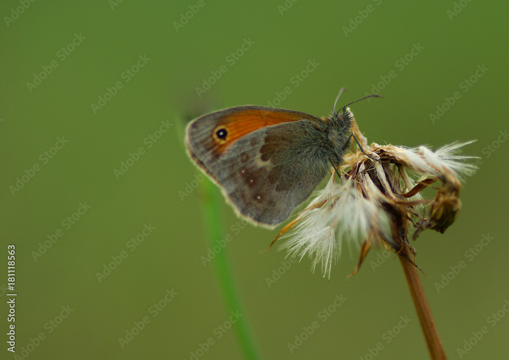 Obraz premium fadet commun