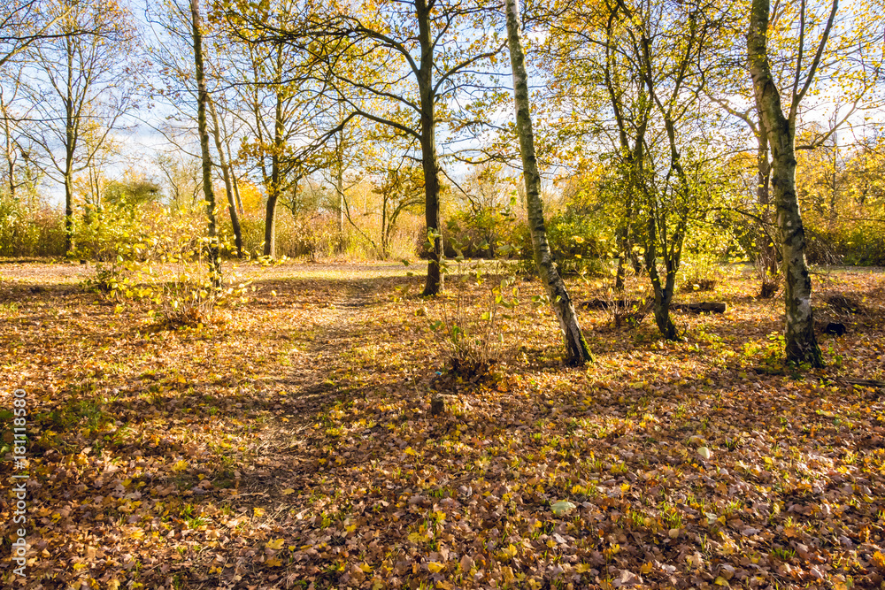 Colourful leaves fallen on the ground on Autumn morning - Seasonal background 2 Colourful leaves fallen on the ground on Autumn morning - Seasonal background 2