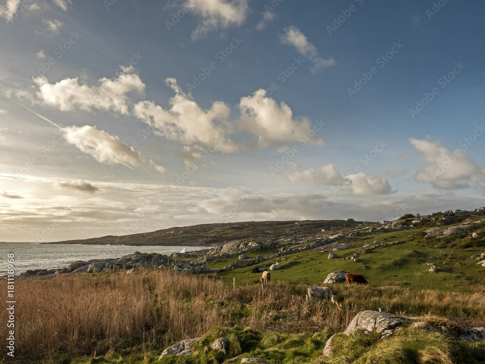 West coast of Ireland, The Atlantic ocean, field, rocks, cows, clouds. West coast of Ireland, The Atlantic ocean, field, rocks, cows, clouds.