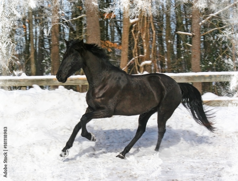Black Horse White Snowflakes Black Horse White Snowflakes