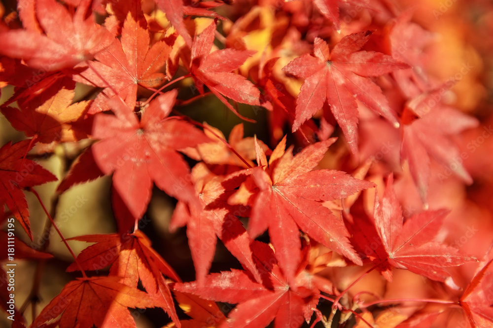 Autunno Autunno