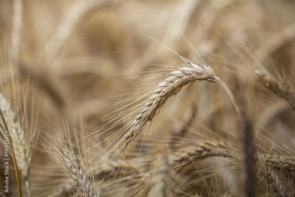 Ready for harvest Ready for harvest
