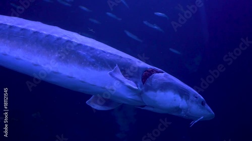 Beluga sturgeonsswimming in aquarium photo