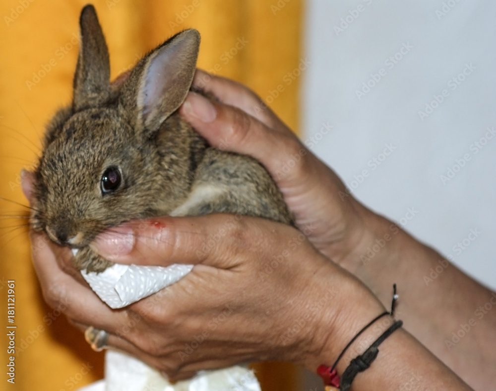 Naklejka premium bébé lapin