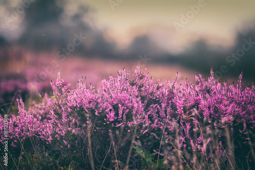 Fototapeta Naklejka Na Ścianę i Meble -  Blooming Heather Flowers on British Upland
