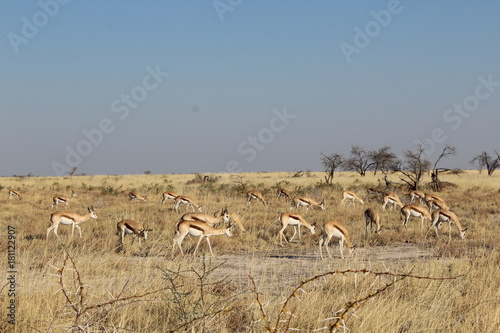 Kalahari Springböcke