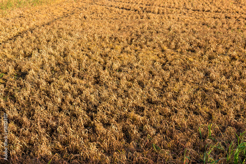 Intensive farming : Grass reddish brown Died because of the herbicide photo