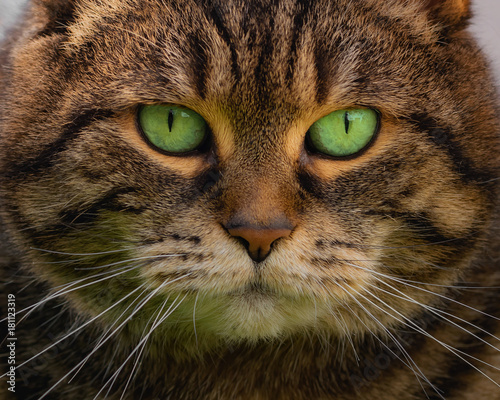 Nahaufnahme einer getigerten Katze mit auffallend grünen Augen