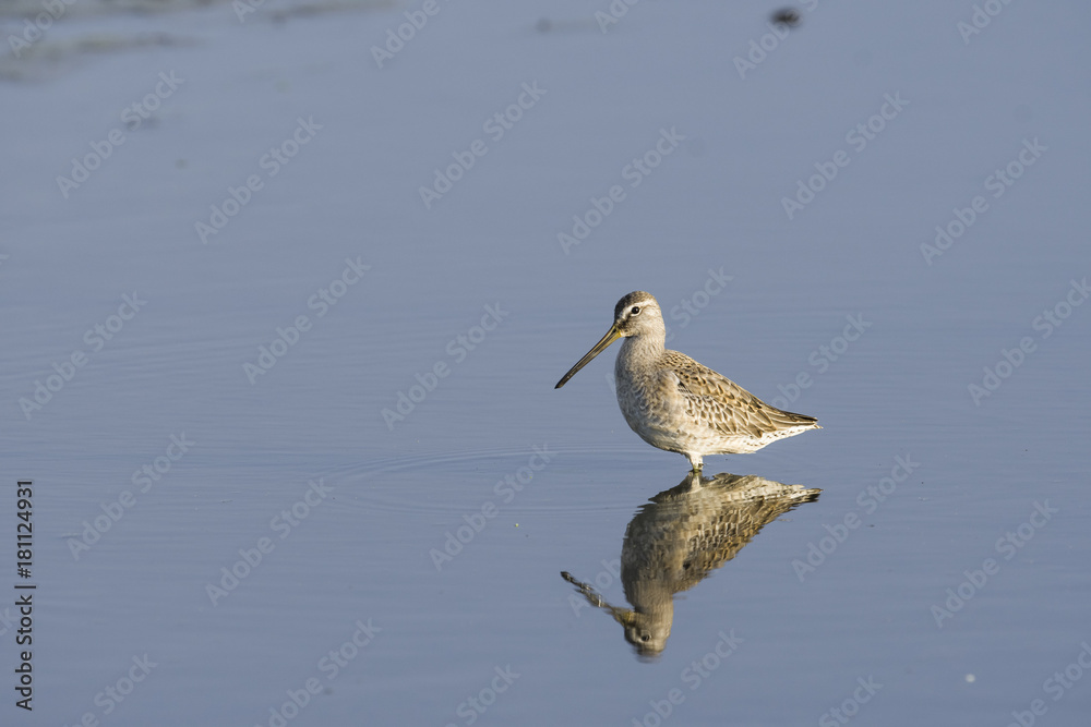 Obraz premium オオハシシギ(Long-billed Dowitcher)