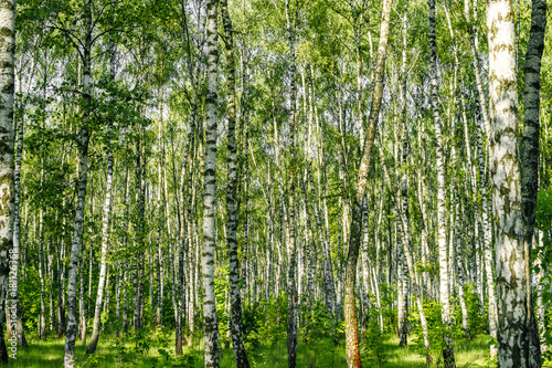 Fototapeta Naklejka Na Ścianę i Meble -  Beautiful landscape. Russian forest. White birch trunks.