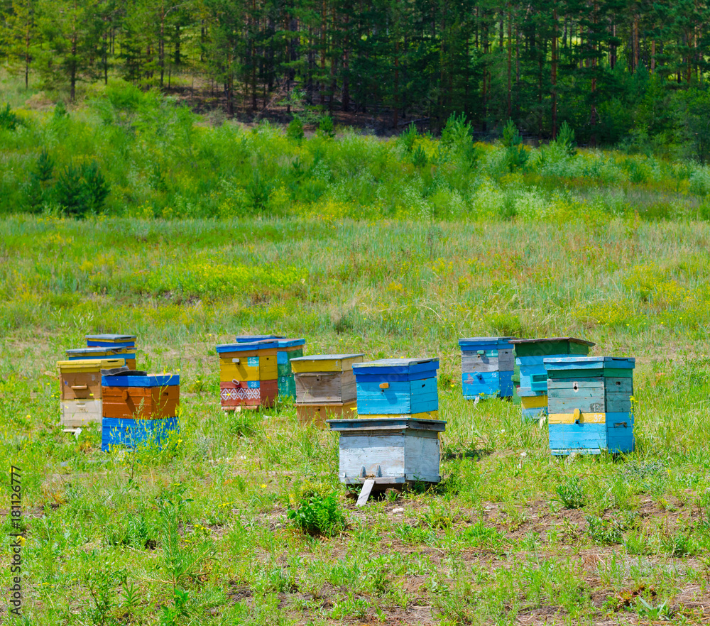 forest bee garden forest bee garden