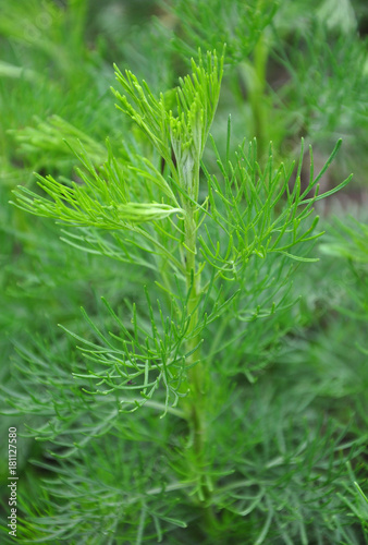 Eberraute (Artemisia abrotanum)