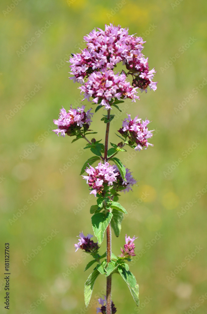 Echter Dost (Origanum vulgare)