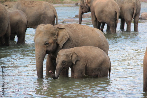 Photography cattery of elephants