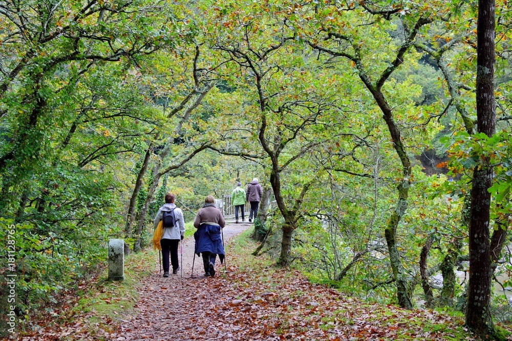 Randonneurs dans les sous bois Randonneurs dans les sous bois