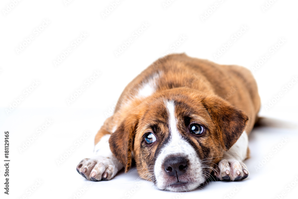 dog isolated on a white background. dog isolated on a white background.
