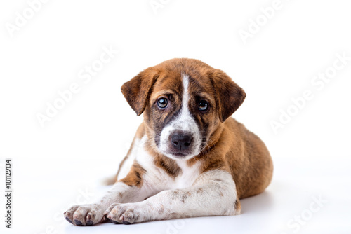 dog isolated on a white background. © t.paisit