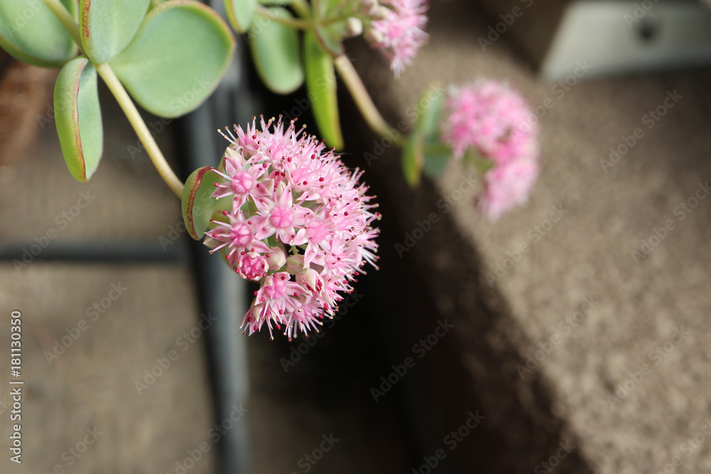 多肉植物 ミセバヤ のピンクの花 Stock Photo Adobe Stock