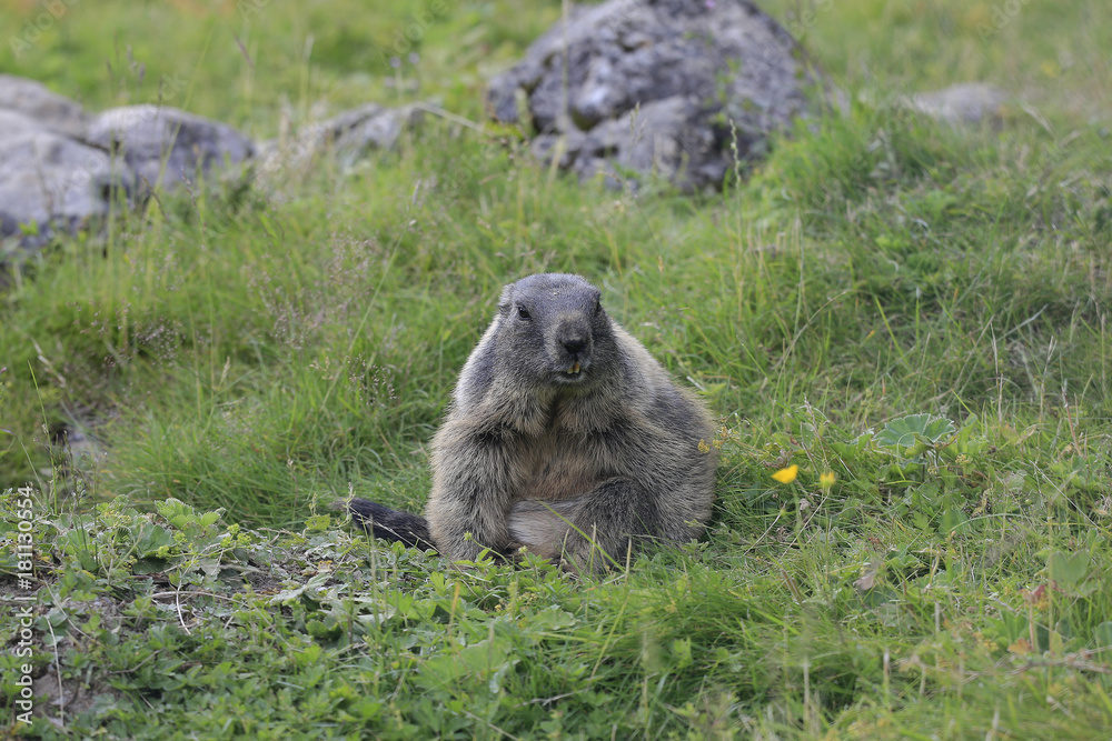 Fototapeta premium Murmeltier auf Bergwiese, Marmota marmota