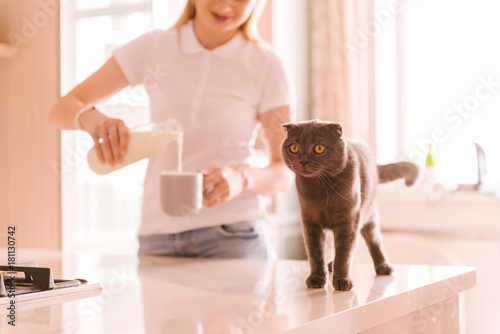 Young woman pouring milk in kitchen, while her pet playing on the table. Enjoying free time with pet. The British short-hair