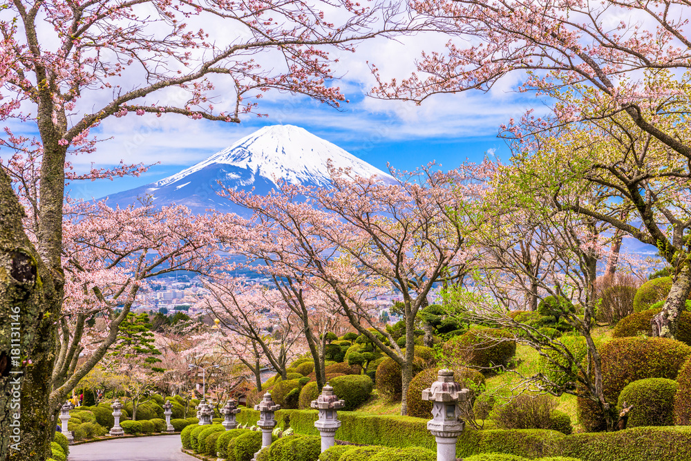 Naklejka premium Fuji Mountain in Spring