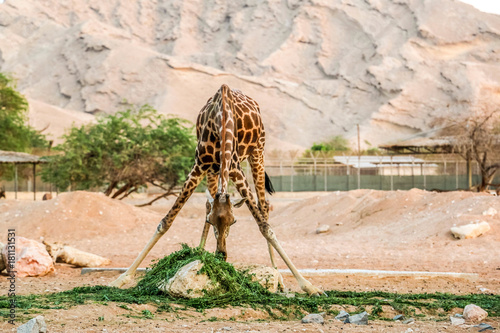 Fototapeta Naklejka Na Ścianę i Meble -  Giraffe eating grass