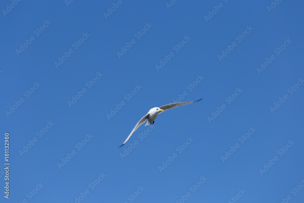 Fototapeta premium Aves en Harstad, Noruega