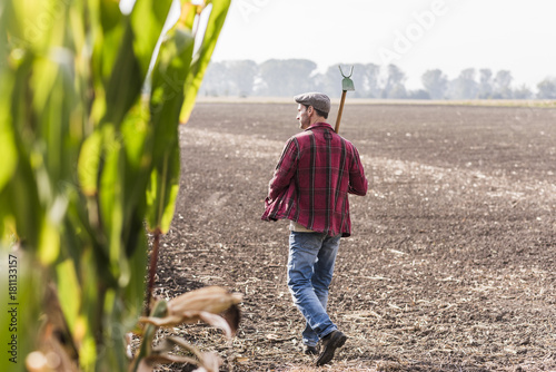 Farmer walking along cornfield