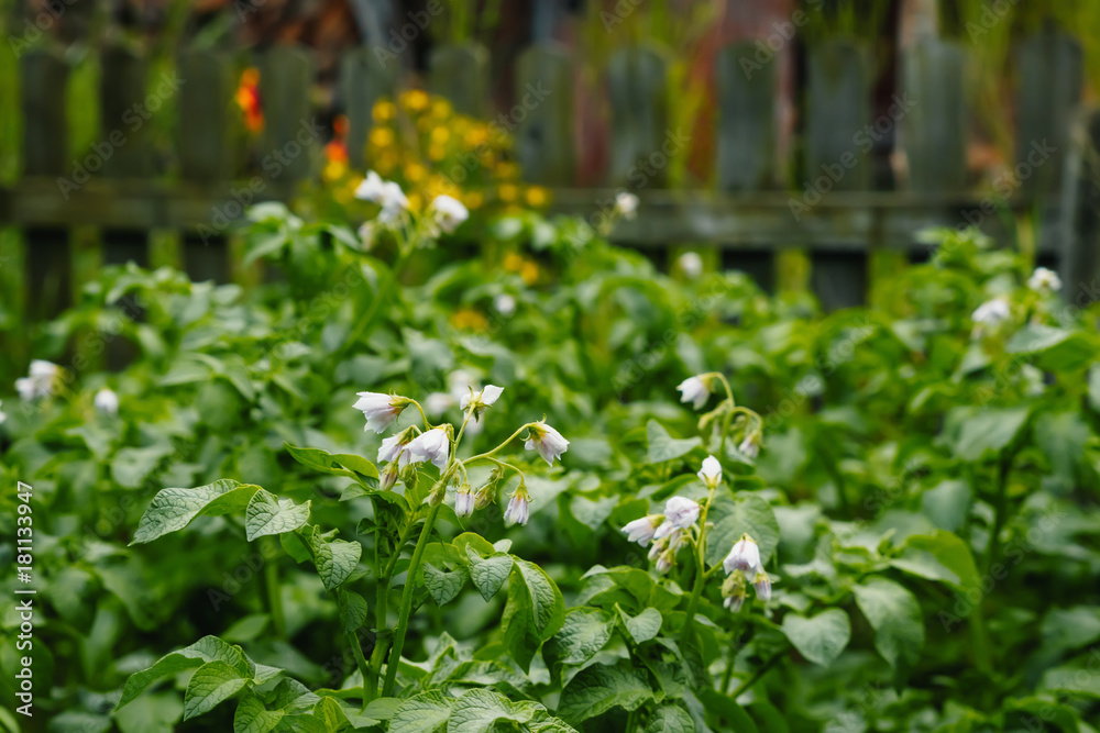 Potato plants with white and yellow flowers in a large field, Potato plants with white and yellow flowers in a large field,