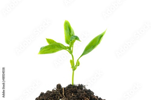 Young green plant growing from pile of soil isolated on white background. © panya99