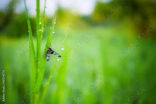 Butterfly on green grass