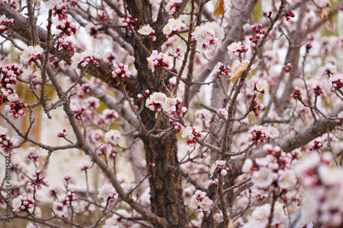 Blooming apricot tree.