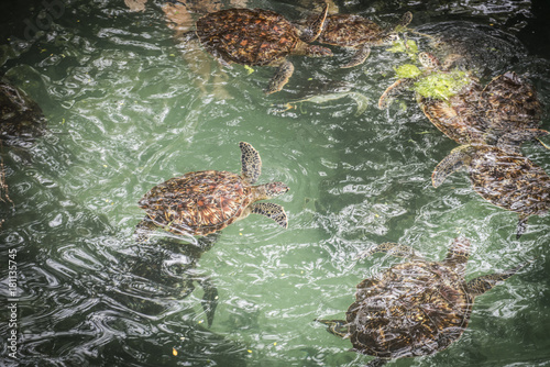 Fototapeta Naklejka Na Ścianę i Meble -  Some green turtles are swimming
