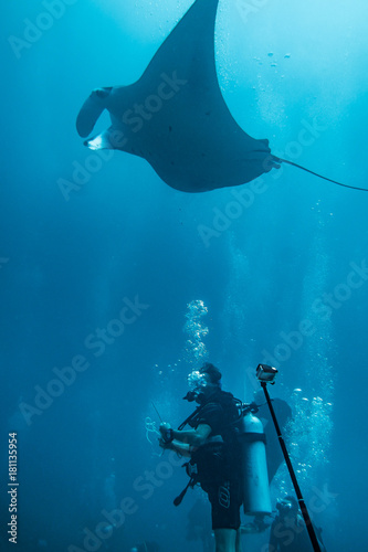 manta ray and diver