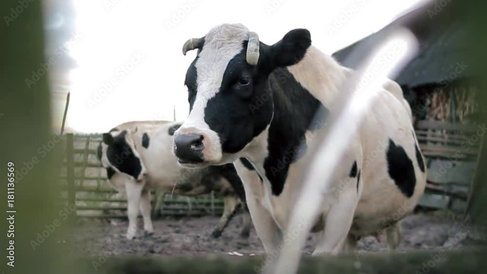 the cow chews the feed. Household cattle farm. Floating water. Black and white cows the cow chews the feed. Household cattle farm. Floating water. Black and white cows
