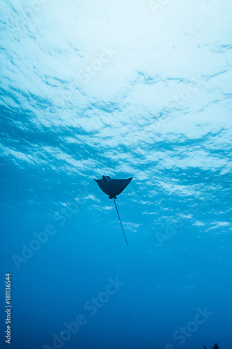 eagle ray